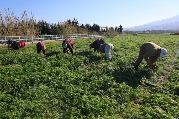 İnsanlar zehirlenmesin diye iş&ccedil;iler g&uuml;nlerce mesai yapıyor