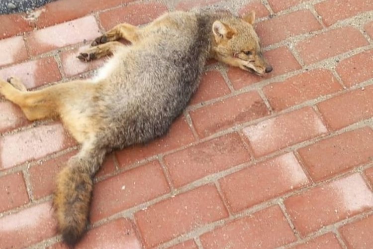Bursa'da sokak ortasında &ouml;l&uuml; tilki bulundu