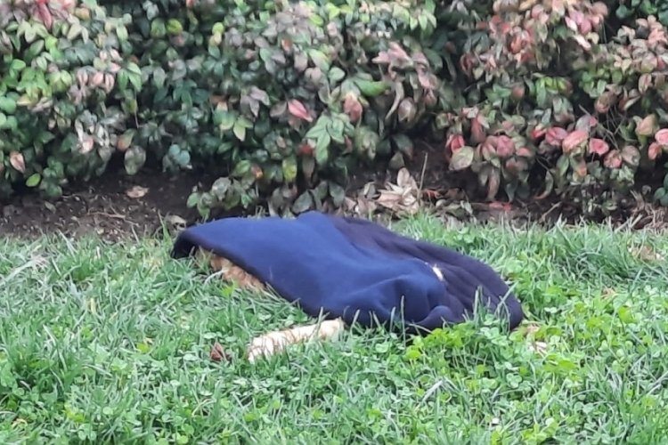 İstanbul'da 3 sokak k&ouml;peğinin saldırdığı kedi telef oldu