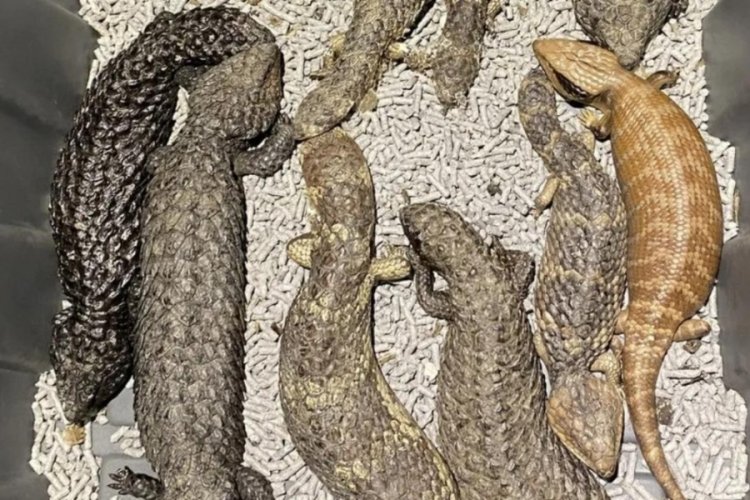 Avustralya'da 4 kişi, "s&uuml;r&uuml;ngen ka&ccedil;ak&ccedil;ılığı" ile su&ccedil;landı