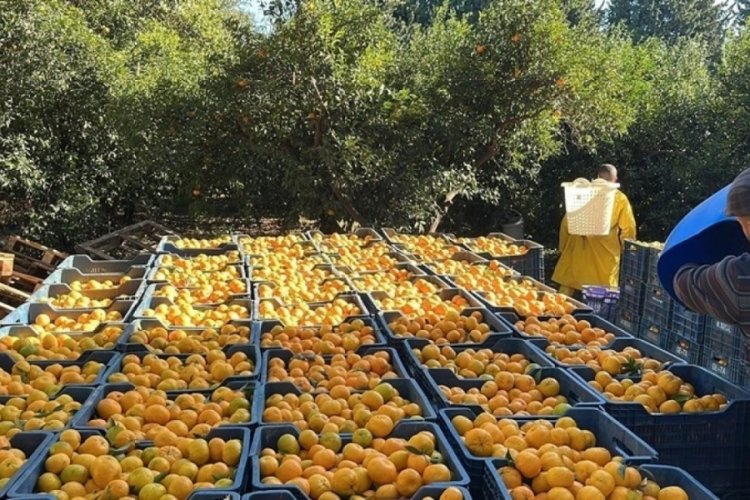 Bodrum mandalinası bah&ccedil;ede 5, İstanbul'da 50 TL