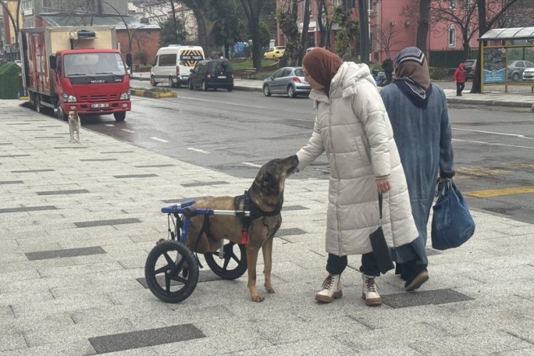 Zonguldak'ta otomobilin &ccedil;arpması sonucu fel&ccedil; kalan k&ouml;pek y&uuml;r&uuml;te&ccedil;le hayata tutunuyor