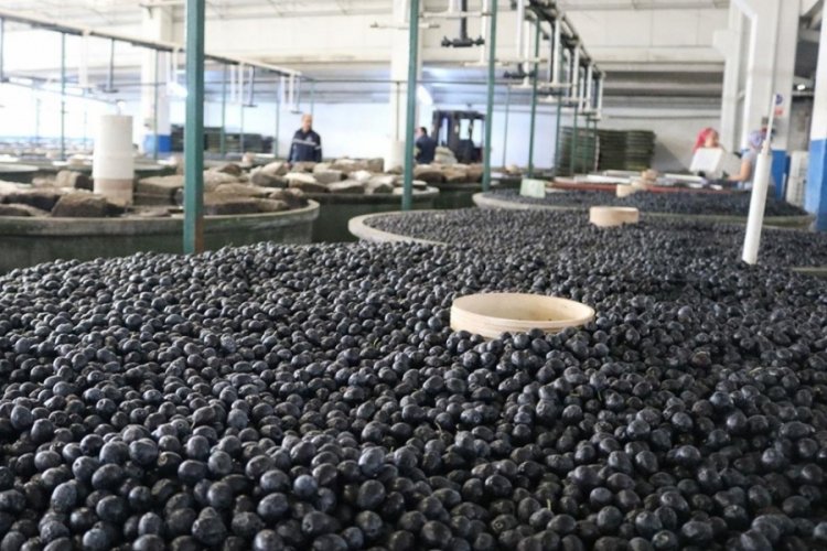 Marmarabirlik'te zeytin alımları ge&ccedil;en yılın &ccedil;ok gerisinde!