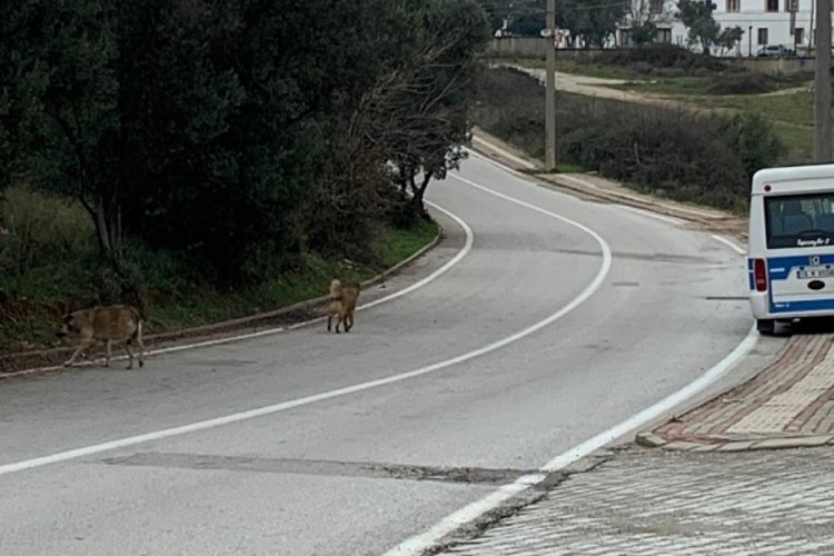 Bursa'da &ccedil;ocuğu ile başıboş k&ouml;peklerin ortasında kalan kadın zor anlar yaşadı!