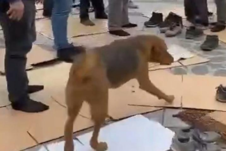 Rize'de k&ouml;pekler cemaatin arasını daldı!