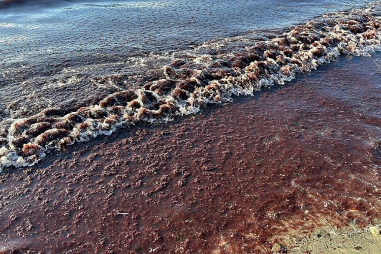 Tekirdağ'da sahil yine yosunla kaplandı