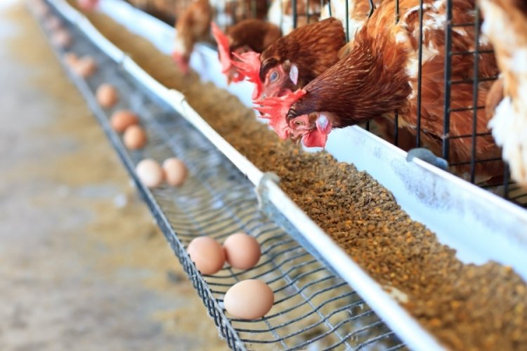 Tavuklar meğer altın yumurtluyormuş! Yumurta fiyatları hayretlere d&uuml;ş&uuml;rd&uuml;