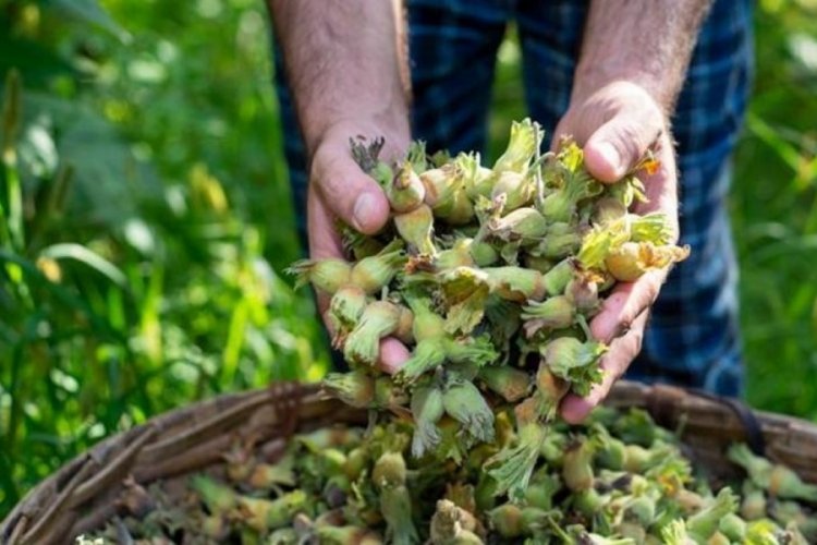 Doğu Karadeniz B&ouml;lgesi'nde en fazla ihracat fındık mamullerinde oldu