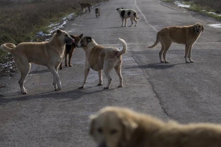 İtalya'da k&ouml;pek sahiplerine dışkı kontrol&uuml;! DNA testiyle ceza kesilecek