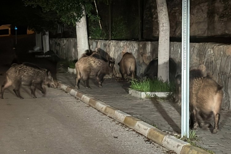 Muğla'da a&ccedil; kalan yaban domuzları kent merkezine indi