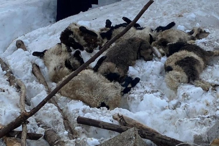 Hakkari'de kardan &ccedil;&ouml;ken ahırda 7 k&uuml;&ccedil;&uuml;kbaş hayvan telef oldu