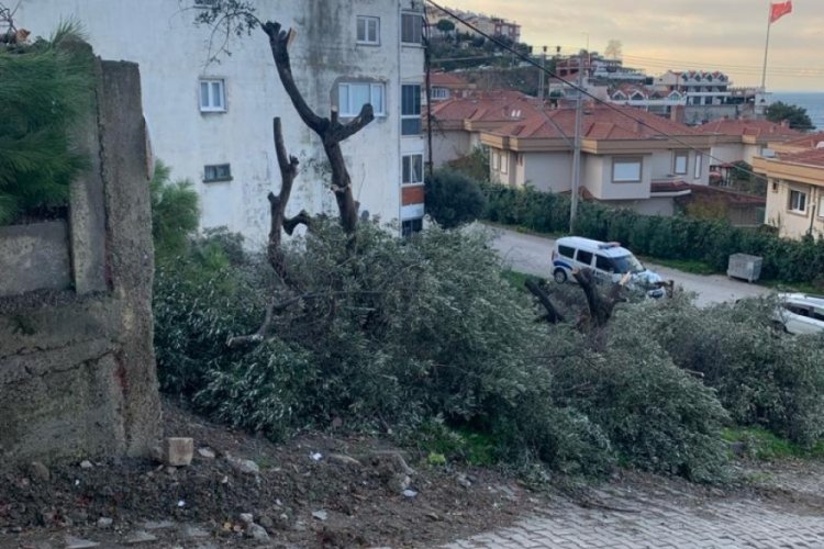 Bursa'da komşu zeytin ağa&ccedil;larını katletti!