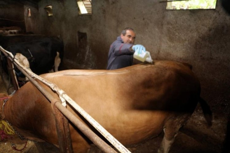 Tokat'ta hayvan pazarları ikinci bir emre kadar kapatıldı!