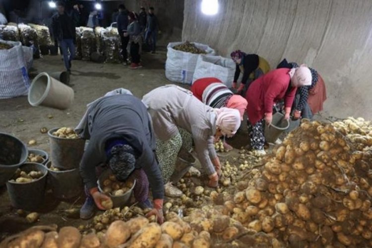 Patates ihtiyacı Kapadokya'daki depolardan karşılanıyor