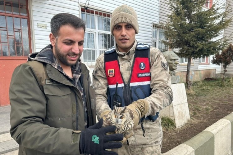 Bitlis'de Jandarmanın bulduğu yaralı puhu, tedaviye alındı