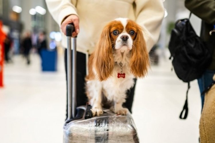 K&uuml;&ccedil;&uuml;k k&ouml;pekler b&uuml;y&uuml;k k&ouml;peklerden daha fazla yaşıyor