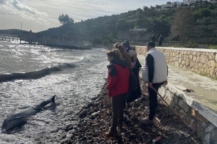 Muğla'da yunus kurtarma &ccedil;abası