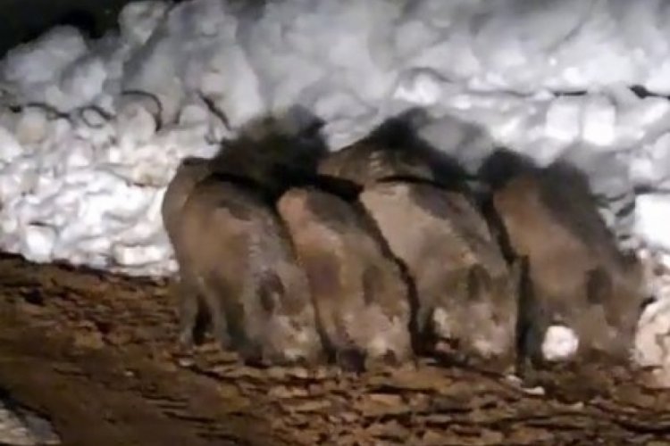 Bitlis'te yiyecek arayan domuz s&uuml;r&uuml;s&uuml; k&ouml;ye indi