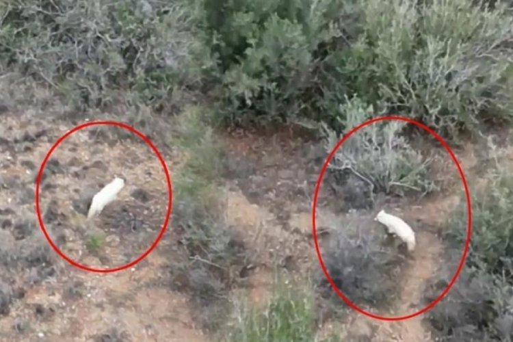 T&uuml;rkiye'de ilk kez 'Albino &ccedil;akal' g&ouml;r&uuml;ld&uuml;!