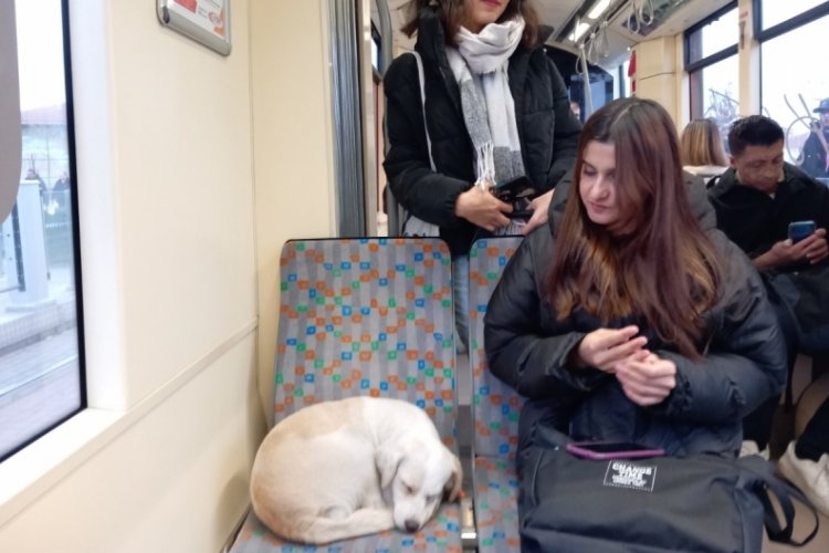 Eskişehir'de soğukta &uuml;ş&uuml;yen k&ouml;pek sıcak tramvaya sığındı