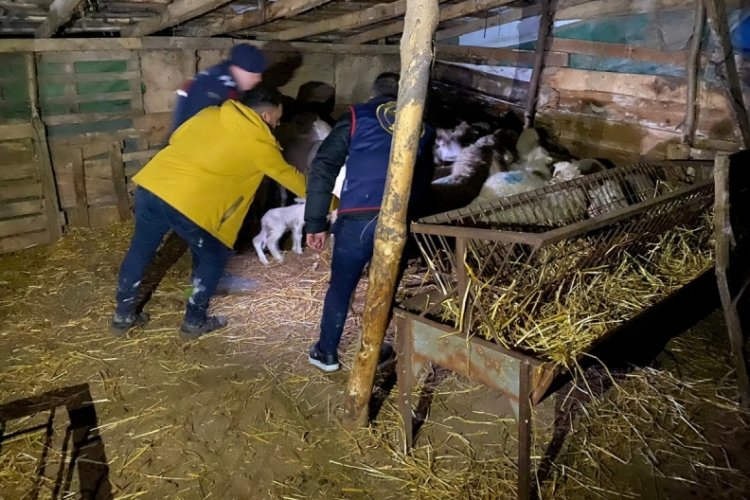 Balıkesir'de ağıldaki 37 koyunu &ccedil;alan 2 kişi tutuklandı