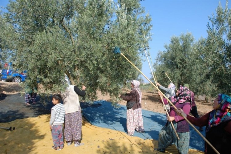 Mudanya'dan bu yıl 4 bin 500 ton zeytin &ccedil;ıktı