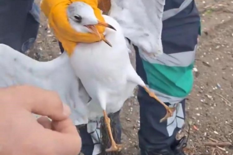 Bursa'da misinaya dolanan martının yardımına ekipler yetişti