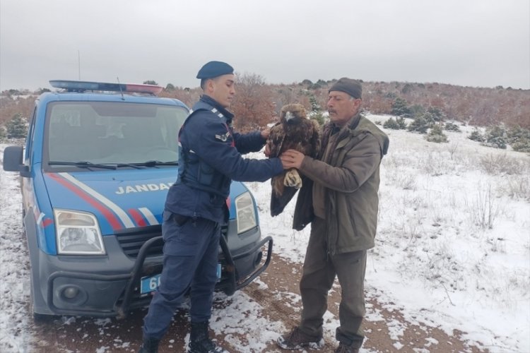 Yozgat'ta jandarmanın bulduğu yaralı şah kartal tedavi edilecek