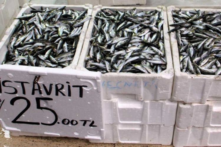 Karadeniz'de istavrit bolluğu yaşanıyor