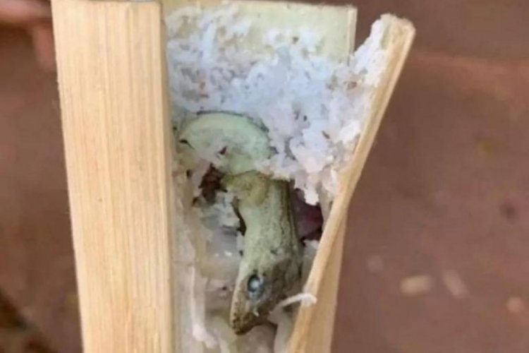 Yemeğinin i&ccedil;inden kertenkele &ccedil;ıktı