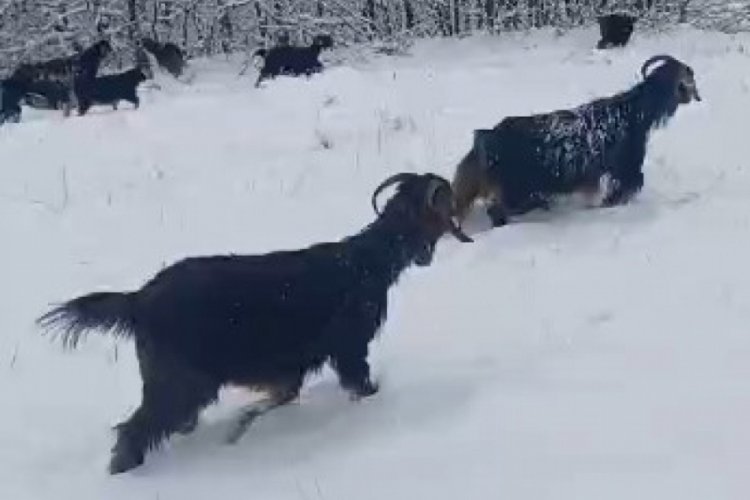 Tokatlı &ccedil;obanın zorlu kış mesaisi