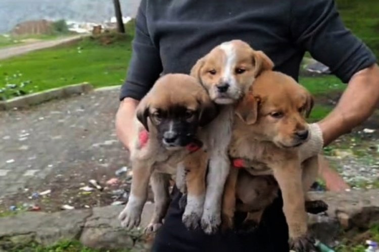 15 yavru k&ouml;peği &ccedil;uvallara doldurup &ccedil;&ouml;pl&uuml;ğe atarak &ouml;l&uuml;me terk ettiler