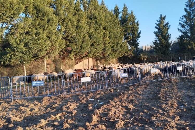 Bursa Osmangazi'de tarım arazilerine zarar veren koyunlara zabıta m&uuml;dahale etti