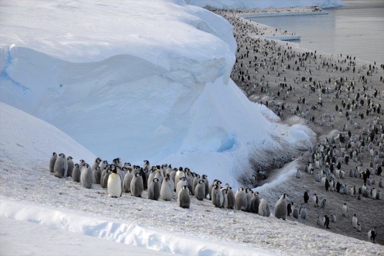4 yeni imparator penguen kolonisi keşfedildi