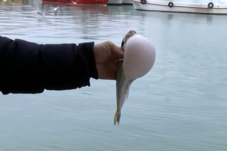Balon balıkları i&ccedil;in Nisan ayı uyarısı!