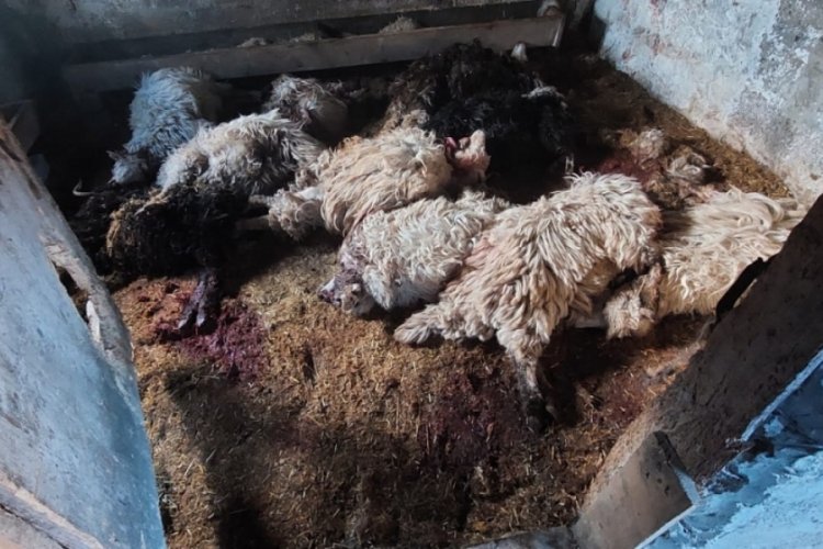 Trabzon'da kurtlar, kapısını kemirip girdikleri ahırlarda 30 k&uuml;&ccedil;&uuml;kbaşı &ouml;ld&uuml;rd&uuml;