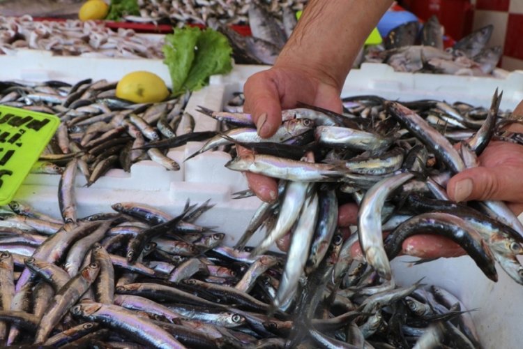 Karadeniz'de su sıcaklığı d&uuml;şmedi, hamsi ka&ccedil;tı