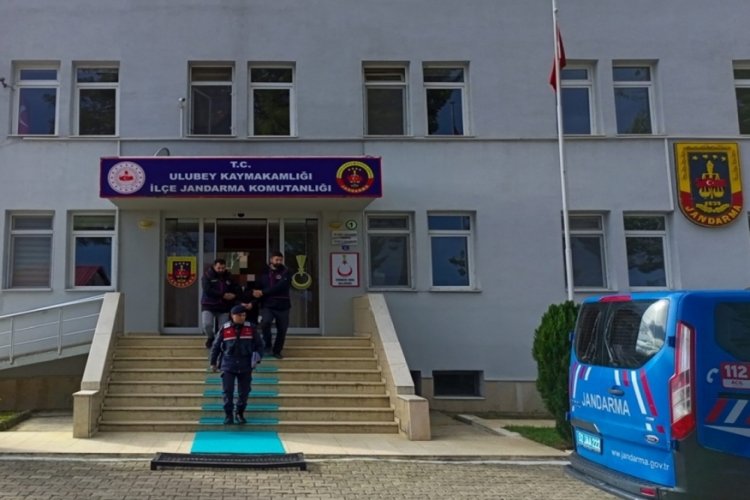Ordu'da fındık hırsızlığına tutuklama
