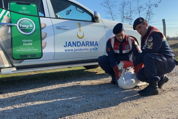 Edirne'de yaralı olarak bulunan pe&ccedil;eli baykuş ve kuğu koruma altına alındı
