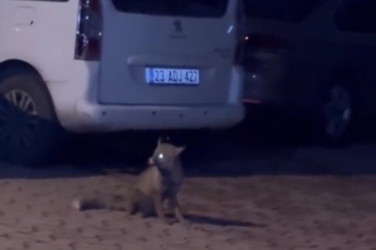 Elazığ'da ıslık &ccedil;alarak tilkiyi yanına &ccedil;ağırdı