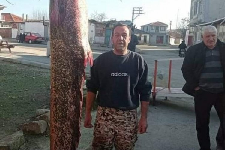 Edirne'de Meri&ccedil; Nehri'nden 2 metre 30 santimetrelik yayın balığı &ccedil;ıktı