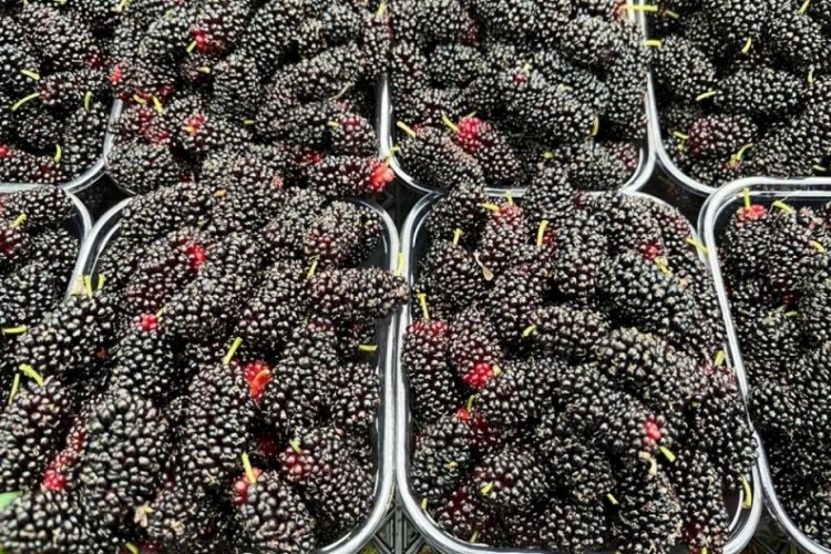 Erkenci karadutun tanesi 2,5 lira!