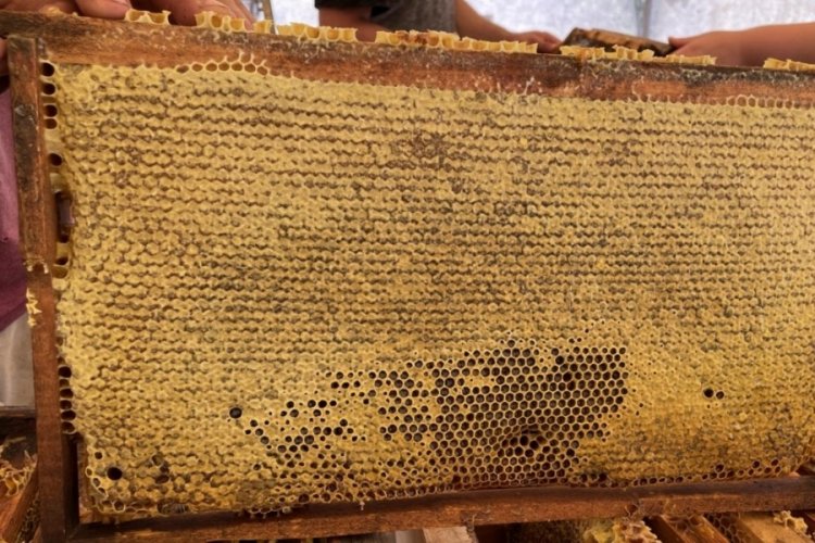 Yalova kestane balı coğrafi işaret tescili aldı