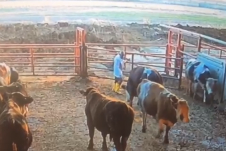 Kırşehir'de besici, boğanın saldırısına uğradı!