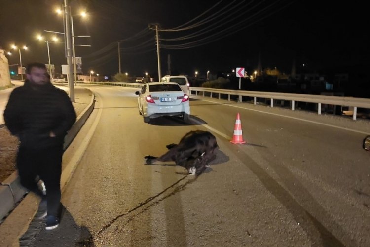 Muğla'da otomobilin &ccedil;arptığı inek telef oldu
