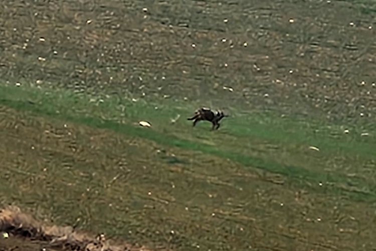 &Ccedil;orum'da a&ccedil; kalan kurt yola indi