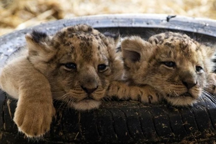 Tayland polisi evcil aslanını arabayla gezdiren kişiyi tutukladı