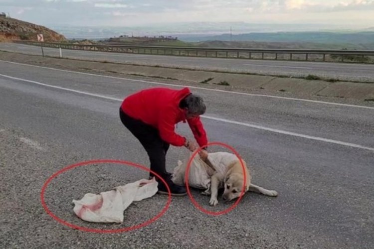 Diyarbakır'da ağzı bağlı torba i&ccedil;ine koyulan k&ouml;pek &ouml;l&uuml;me terk edildi