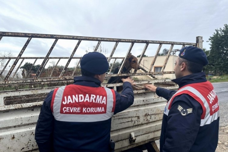 Mersin'de k&ouml;pek hırsızı yakalandı