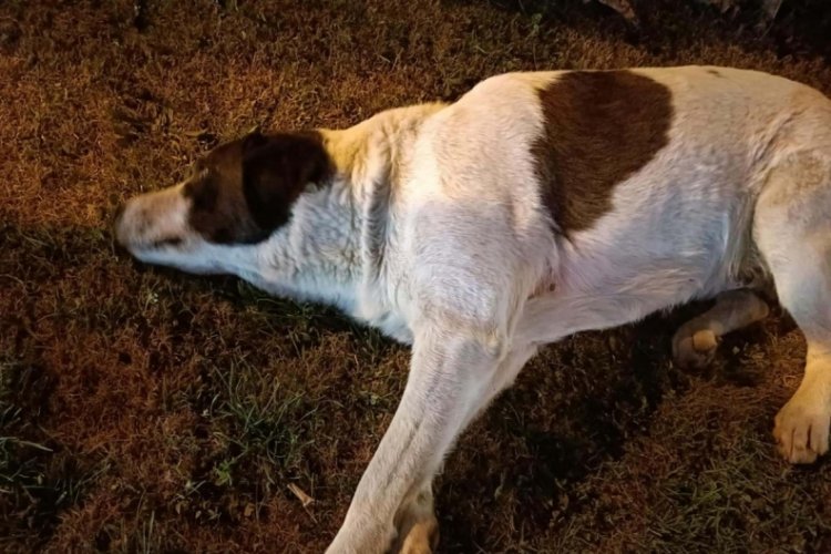 İzmir'de 13 k&ouml;pek zehirlendi! 11'i &ouml;ld&uuml;